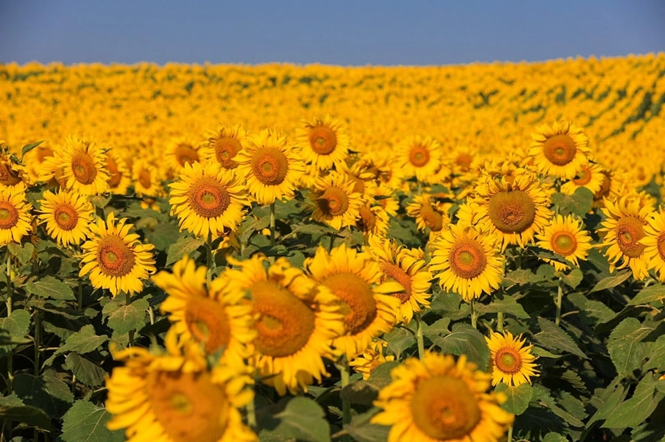 Thailand Sunflower