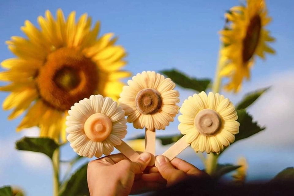 Thailand Sunflower