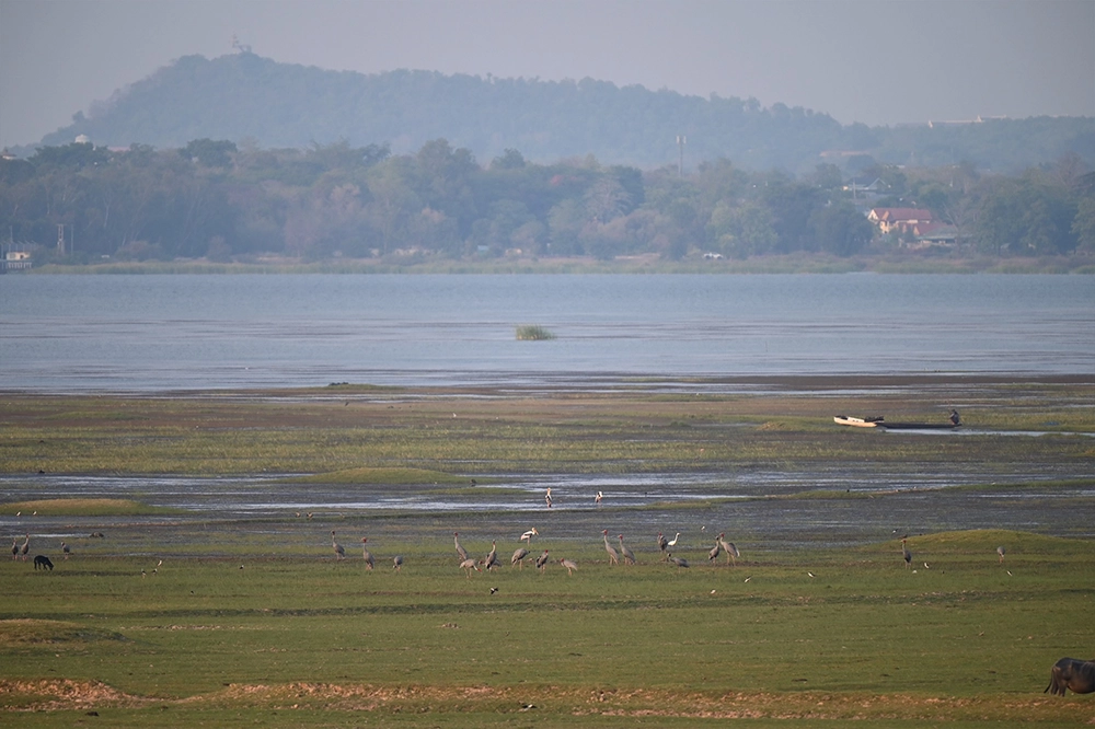 Sarus Crane in Buri Rum